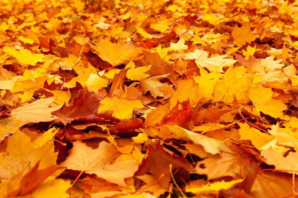 autumn 84714 1280 1024x682 - Herbstzeit im Garten: Was tun mit der Ernte?