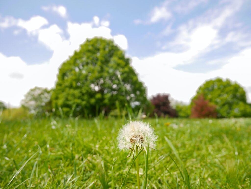 daniela paola alchapar Ei6aMJwRtOg unsplash 1024x769 - Gartenplanung für Anfänger: So gestalten Sie Ihren Traumgarten