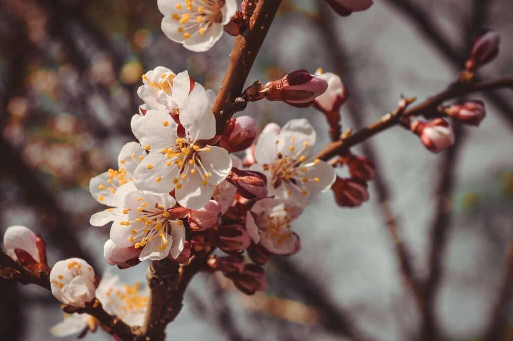 flower 3364917 1280 1024x681 - Planung für den nächsten Frühling: So setzen Sie jetzt die richtigen Schritte