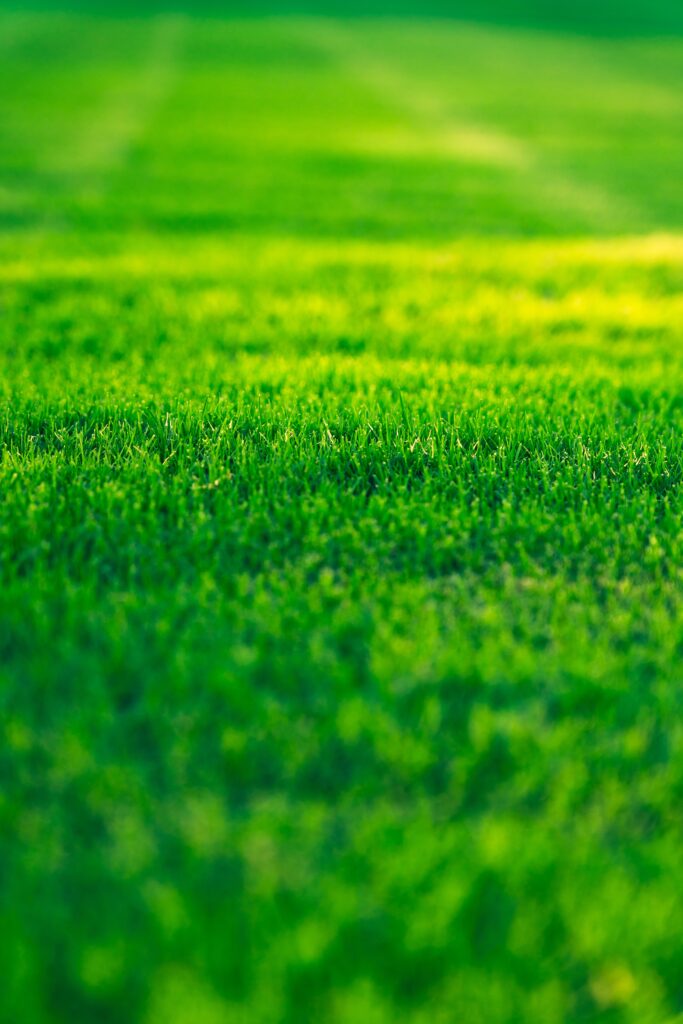 s tsuchiya i9omNbDg X0 unsplash 683x1024 - Die besten Methoden zur Rasenbelüftung für einen gesunden Rasen