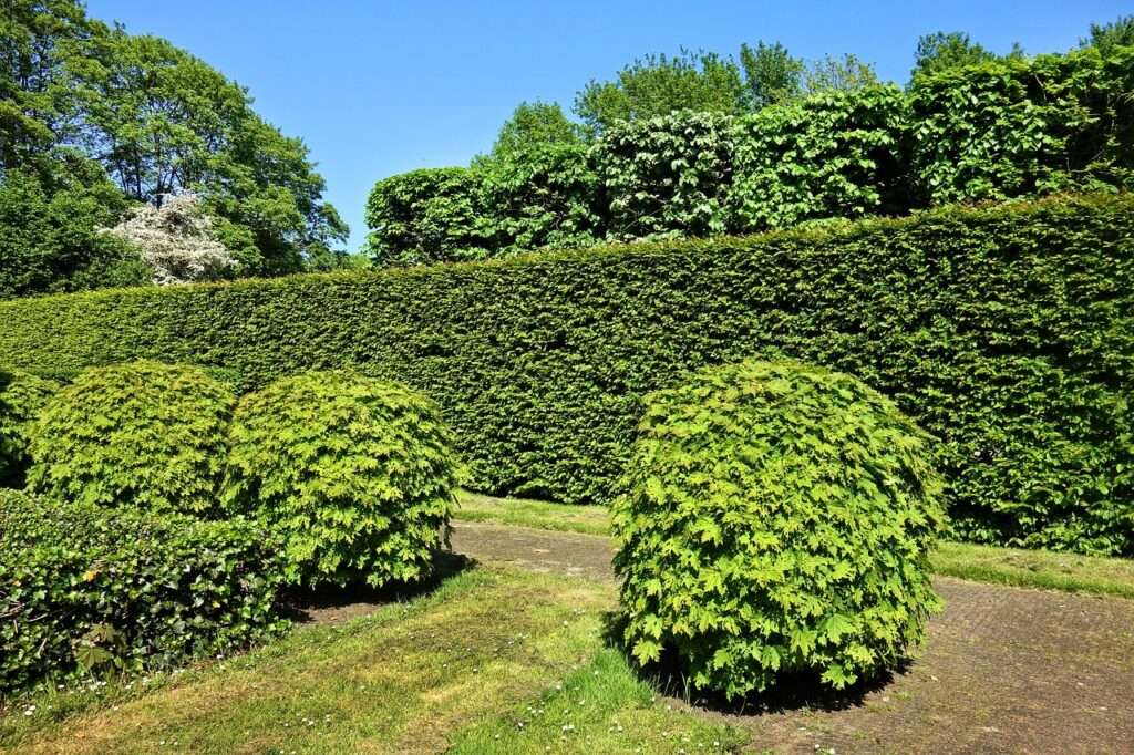 shorn hedge 3392367 1280 1024x682 - Die besten Tipps für eine ganzjährige Gartenpflege